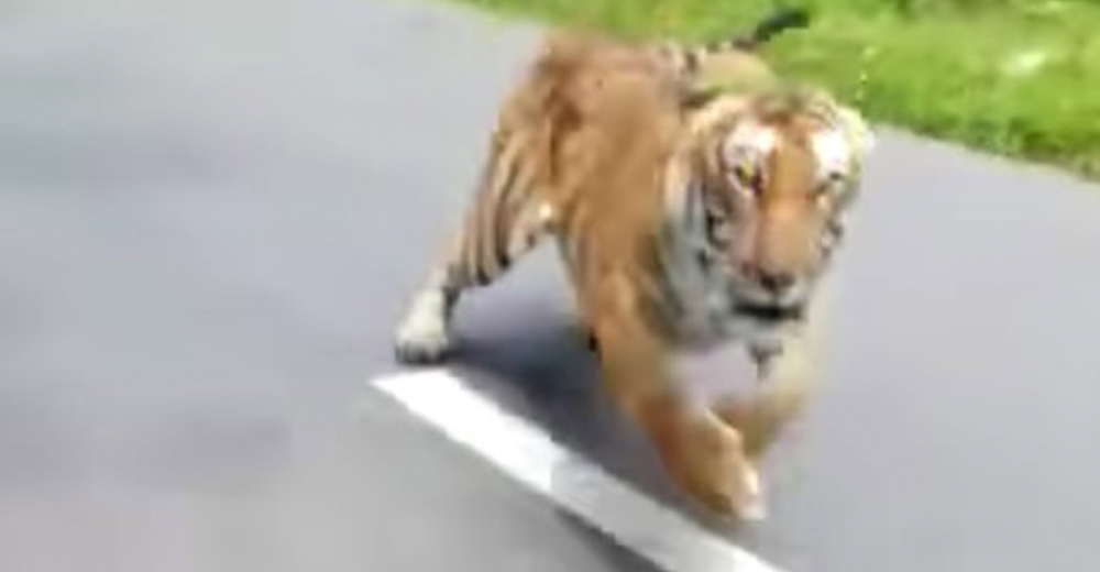 Motociclistas graban el momento en que un tigre los persigue a gran velocidad y se hace viral