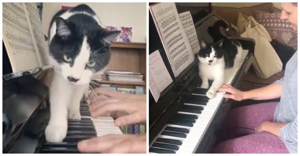 El gatito del profesor de piano insiste en ser siempre el centro de atención