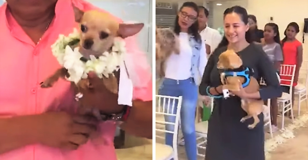 Una pareja de perros se une en matrimonio en una ceremonia llena de lujos y exclusividad