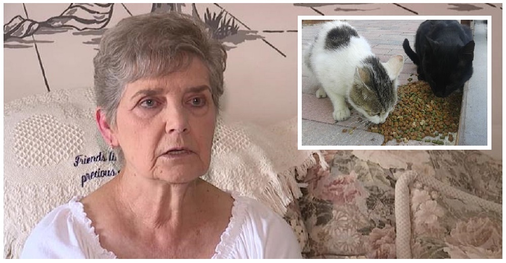 Mujer de 79 años sólo quiso dar amor y alimento a gatos callejeros y será enviada tras las rejas