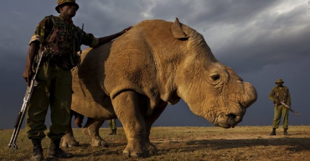 Los cazadores de animales en peligro de extinción pagarán su maldad con su propia vida