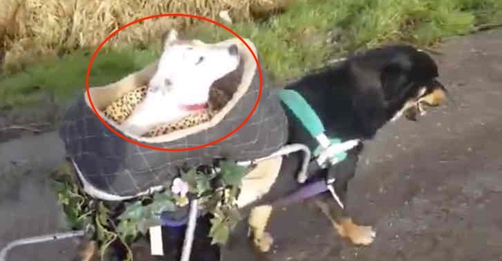 Perrita discapacitada es la más feliz llevando en su silla de ruedas a su amiga sorda y ciega