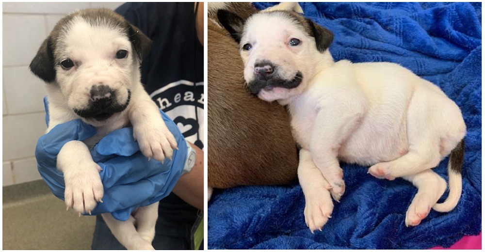 Esta curiosa perrita nació con bigotes al estilo de Salvador Dalí y busca un hogar permanente