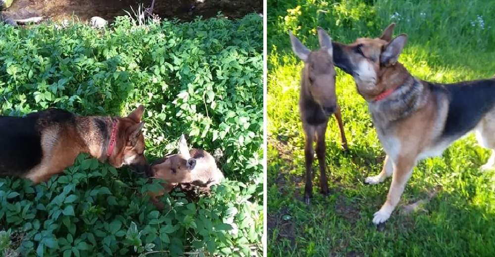 Un pastor alemán encuentra a una alce abandonada de 6 días y no duda en darle toda su protección