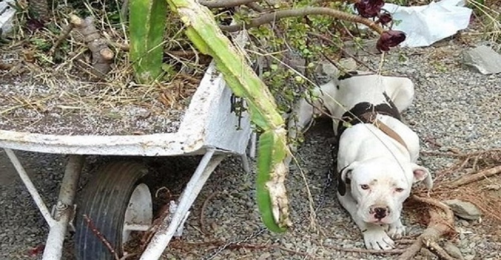 Una pareja rompe y se van de la casa dejando a su perro atado en la intemperie a su suerte