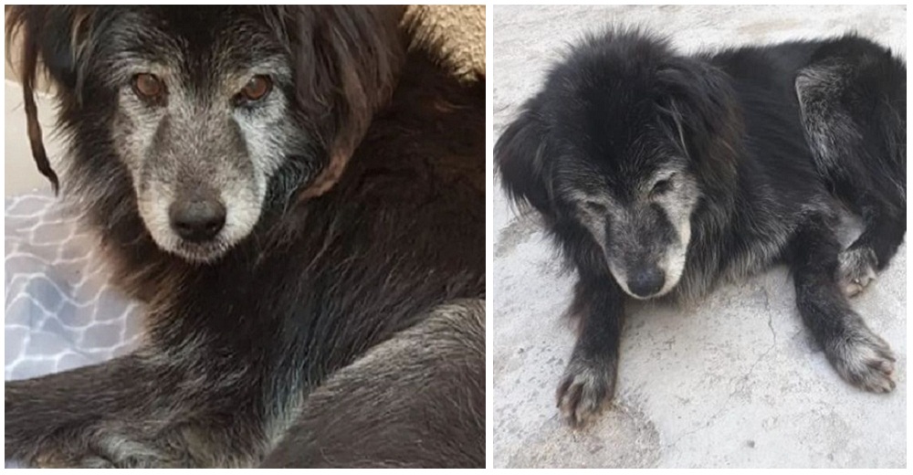 Un perrito anciano y sordo por fin encuentra a su familia 10 años después de haberse perdido