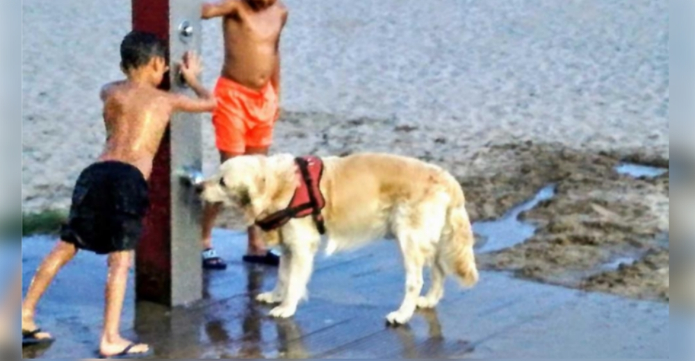 El emotivo gesto de un pequeño niño hacia un perrito sediento en la playa conmueve a las redes