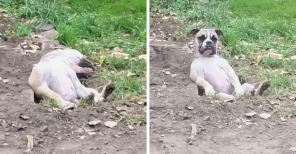 Un perrito cava pacientemente el hoyo perfecto para luego dormir plácidamente en él