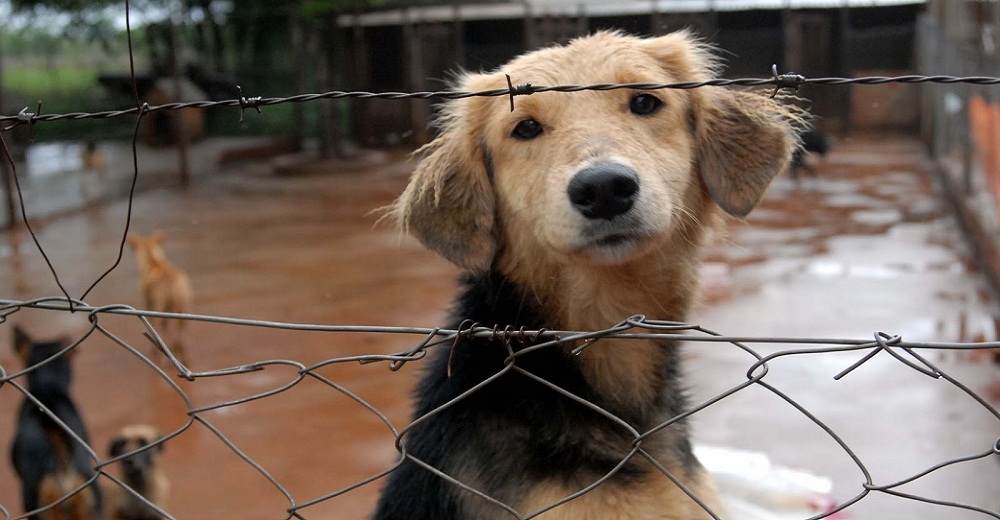 Un estado se convierte en el único que prohíbe sacrificar animalitos ancianos de los refugios