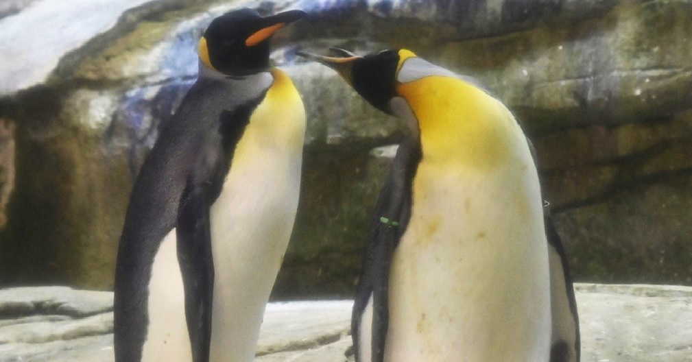 Dos pinguinos gays adoptan un huevo que fue abandonado por su madre y se dedican a cuidarlo