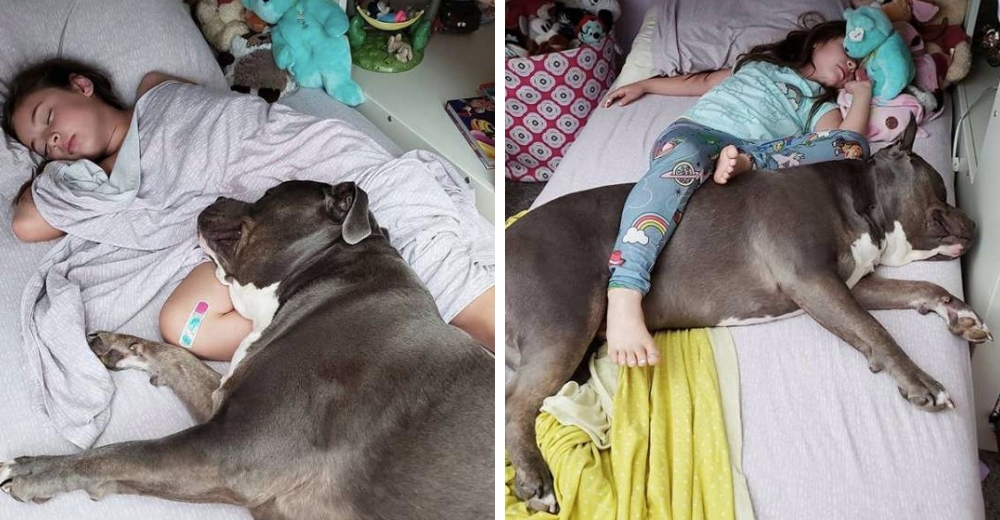 Un pitbull y su hermanita no se separan ni de noche ni de día