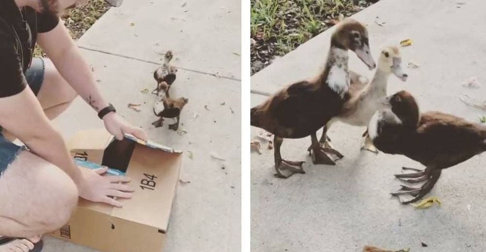 El conmovedor encuentro entre un patito que estaba enfermo y sus hermanitos se vuelve viral