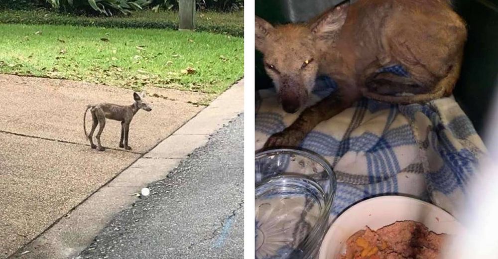 Vecinos ven a un extraño «perro» deambulando por las calles y descubren que no es lo que parece