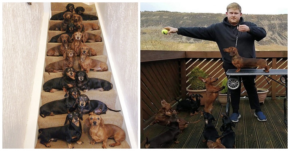 Consigue la foto perfecta de sus 16 perros salchichas tras una apuesta que parecía imposible