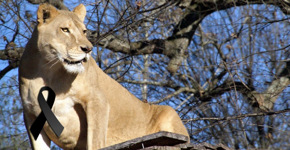 El mundo animal llora la partida de Sheba, la imponente leona que perdió la vida injustamente