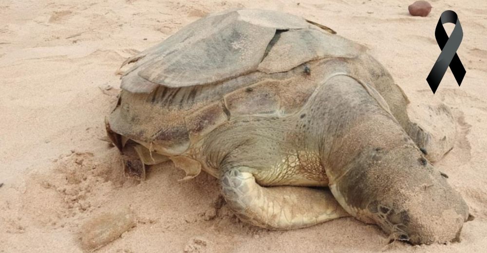 La dramática historia de una tortuga más hallada sin vida en una playa por culpa del ser humano