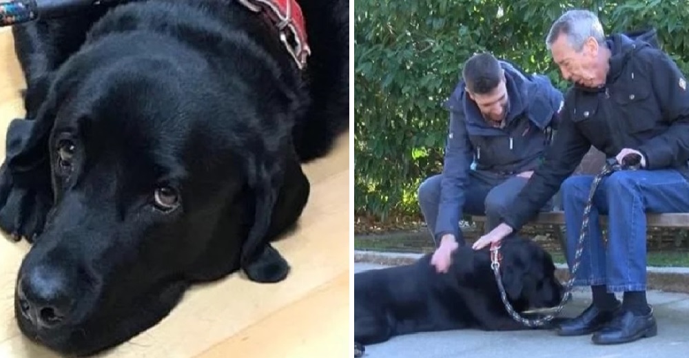 Un perrito descubre que su dueño con alzheimer se ha perdido y lo ayuda a volver a casa