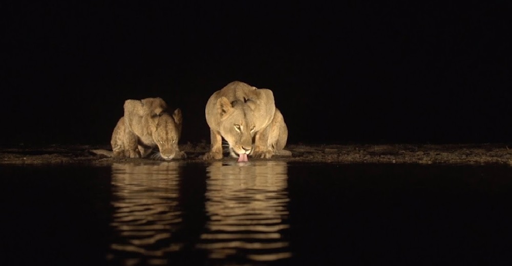 Los animales se están volviendo cada vez más nocturnos para evitar a los humanos