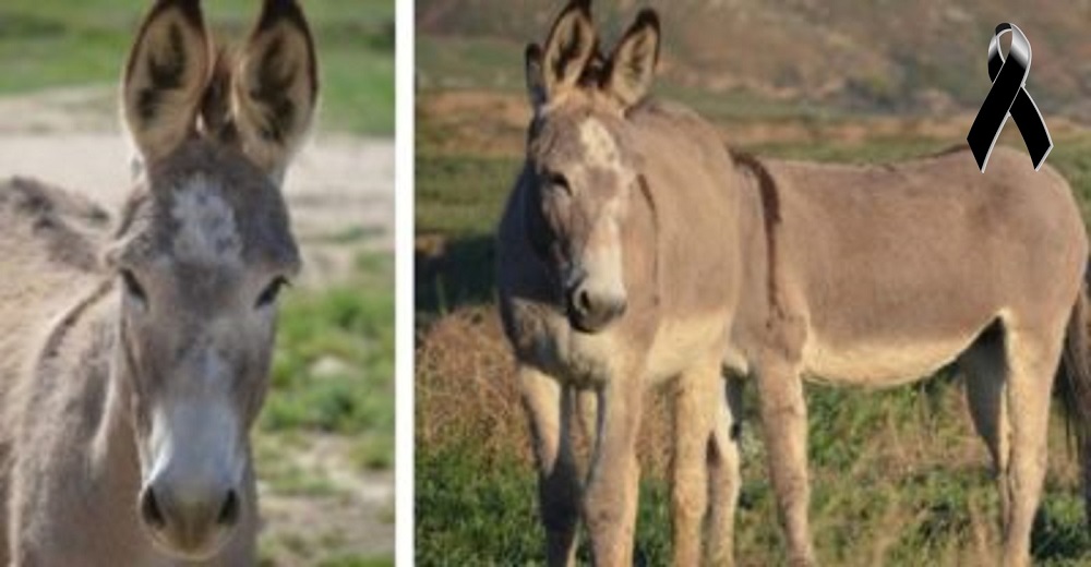 Ofrecen 50.000 dólares de recompensa para dar con el culpable de la muerte de 40 burros salvajes