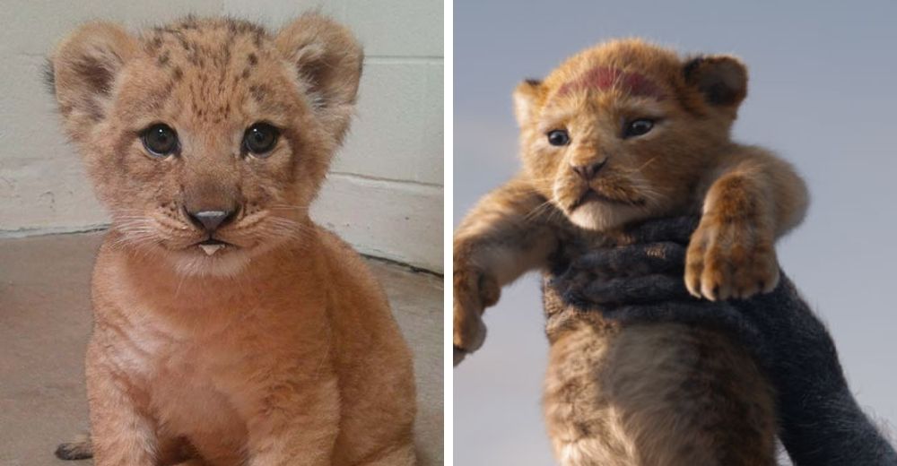 Bahati, la adorable cachorra que fue inspiración de Disney para crear a Simba del Rey León 2019