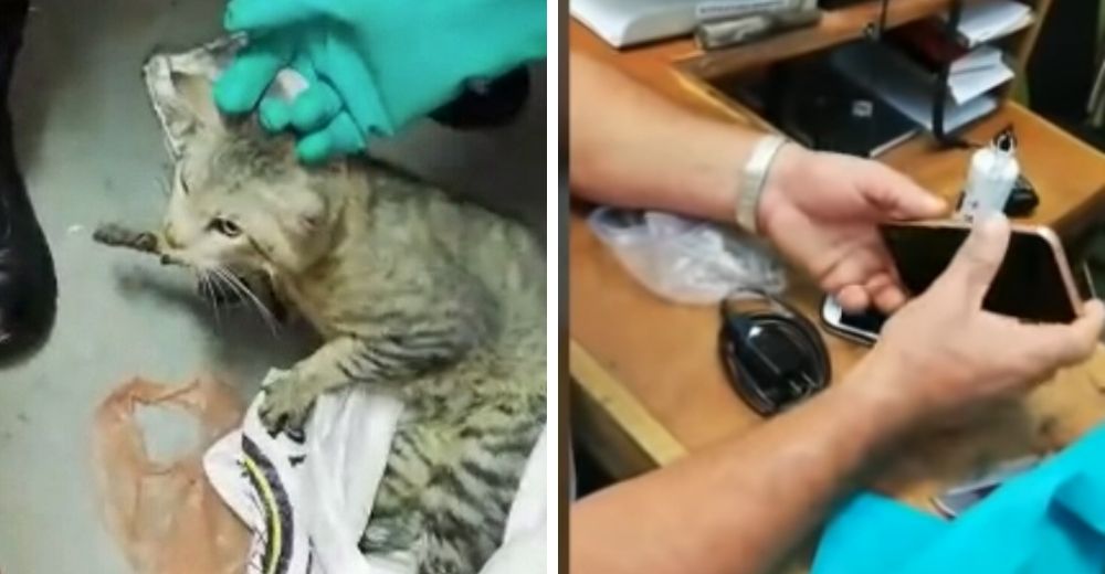 Persiguen durante 5 horas al gatito que intentó meter teléfonos tras las rejas hasta detenerlo