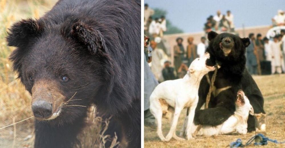 Un oso pardo ciego es rescatado tras 10 años de vivir amordazado y obligado a pelear con perros