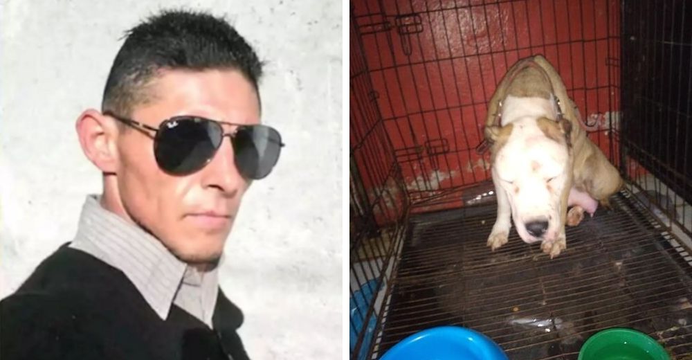 El drama de Merry, la pitbull que sobrevivió de milagro en manos del peor ser humano del mundo