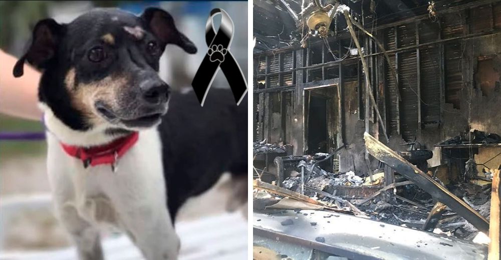 Un heroico perro salva a su familia de un devastador incendio pero queda atrapado en las llamas