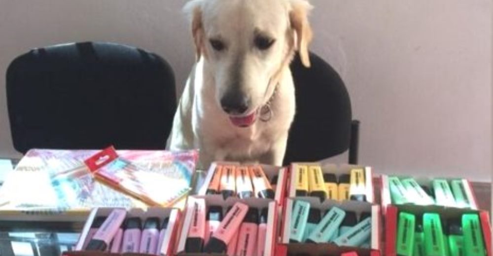 Un cachorro de 10 meses vende rotuladores de colores para que sus dueños paguen su tratamiento