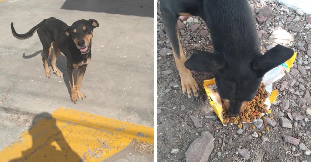 La emotiva reacción de un perrito sin hogar al recibir una bolsa de croquetas