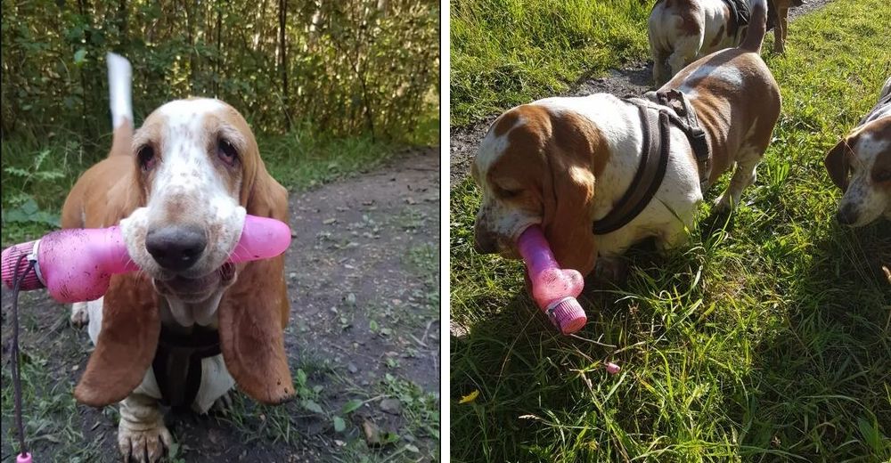 Un travieso perrito se rehúsa a separarse de un gigantesco juguete para adultos