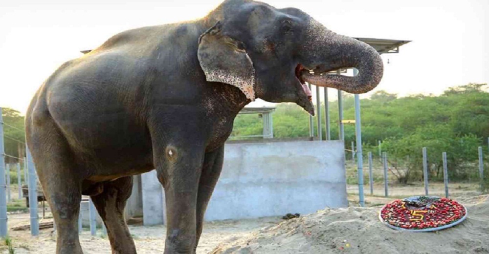 Raju recibe una tarta especial para celebrar los 5 años de haber dejado atrás su horrible pasado