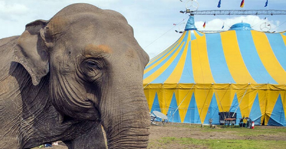 Un gobierno adopta a los últimos elefantes de un circo para darles una jubilación tranquila