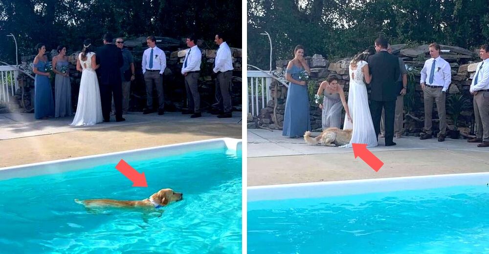 No puede resistirse a la piscina en la boda de sus padres y elige el peor lugar para secarse