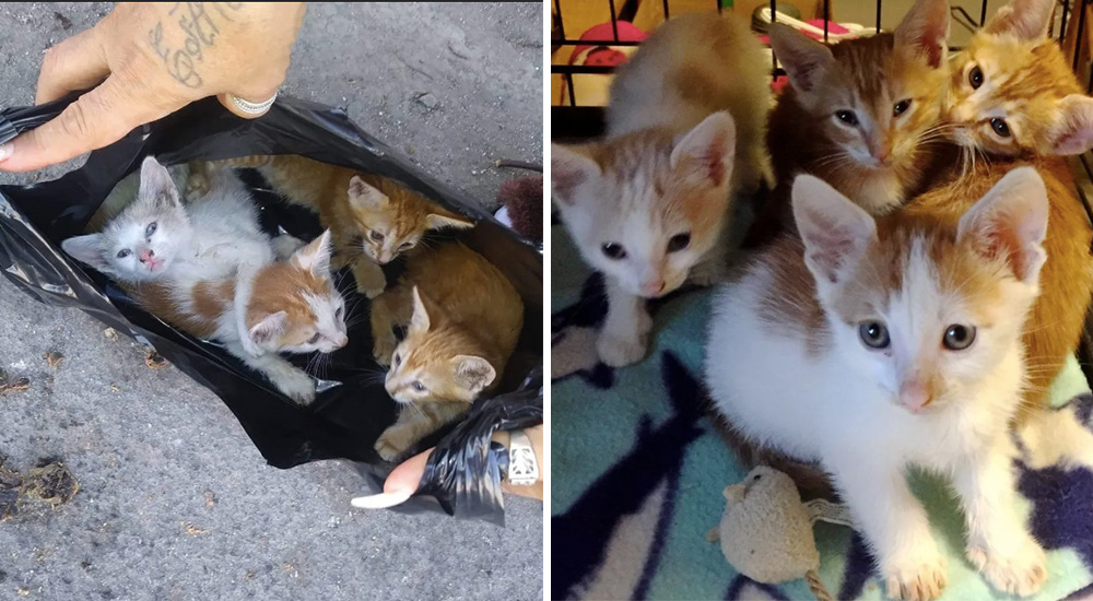 Hallan una camada de gatitos en una bolsa–Se conmovieron tanto que regresaron a buscar a su mamá