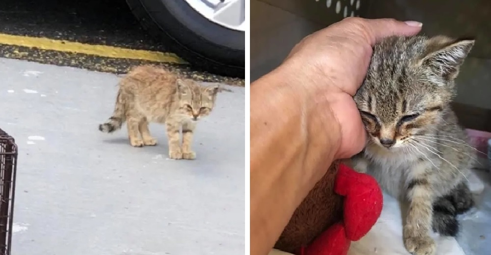 Una gatita en la acera pedía ayuda pero todos pasaban de largo, hasta que una mujer se detuvo