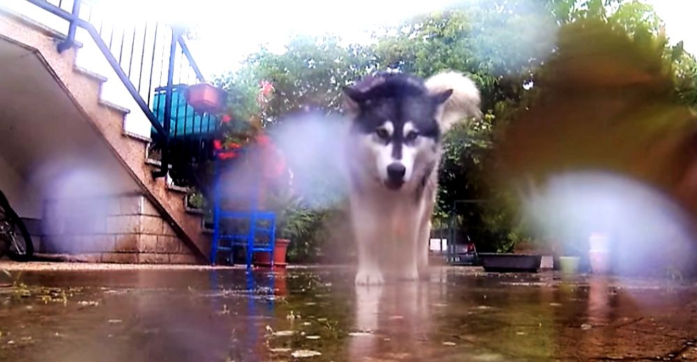 Una astuta perrita roba la cámara de papá y hace su propia película jamás vista