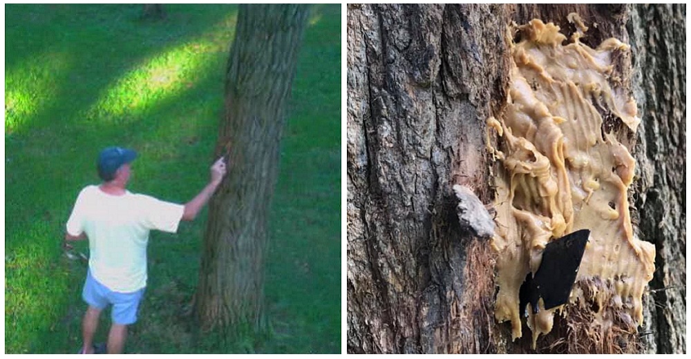 Crueldad sin límites– Cebaba hojas de afeitar con mantequilla para herir a animales y niños