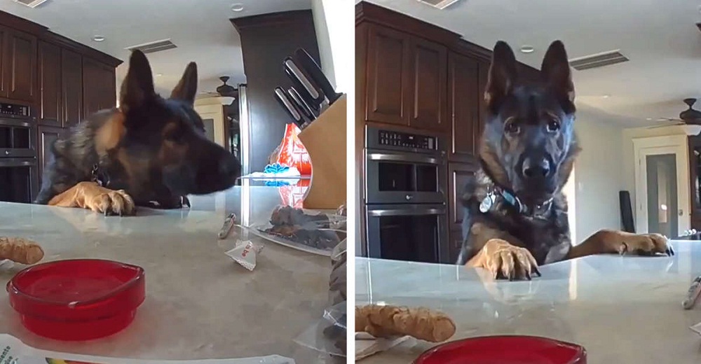 El perrito robaba la comida de la cocina y es atrapado en vídeo al escuchar una repentina voz