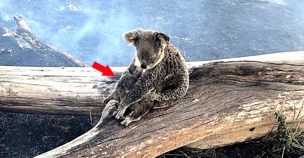 Una devastada koala protege con todas sus fuerzas a su bebé de los incendios forestales