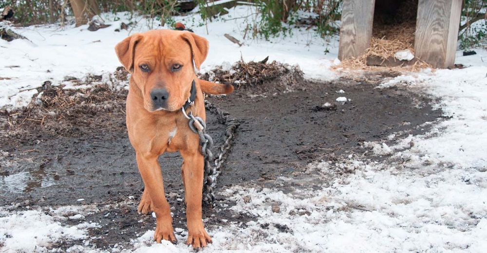 Esta ley pondrá mano dura a los despiadados que dejan a sus perros expuestos al frío o calor