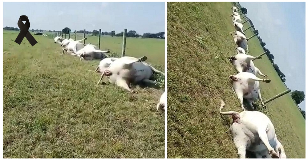 Un granjero advierte del peligro tras aparecer sus vacas sin vida apiladas en línea recta