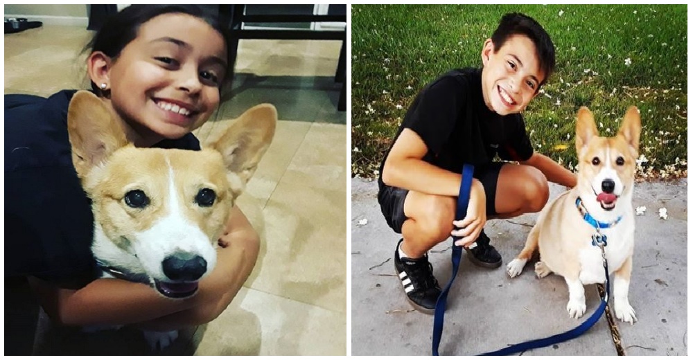 Una pareja pide sacrificar a su perro de 10 años para tener espacio para un nuevo cachorro