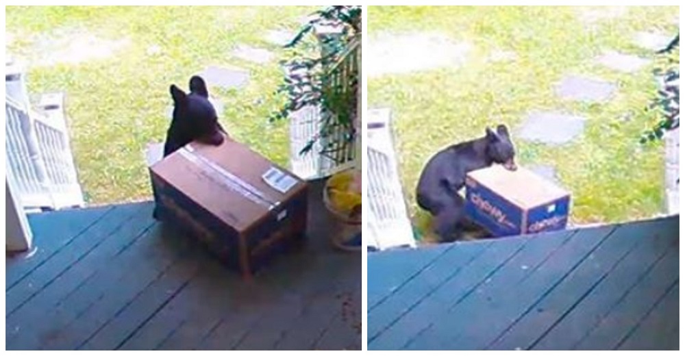 Un simpático osito es capturado por las cámaras de seguridad robando comida para perros