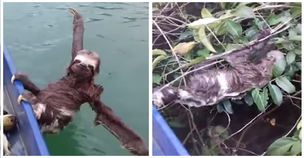 Un divertido perezoso se las ingenia para que lo lleven a la orilla con el mínimo esfuerzo