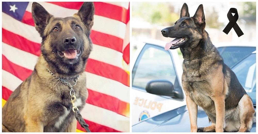 Un perrito policía pierde la vida tras ser dejado a su suerte en un auto caliente