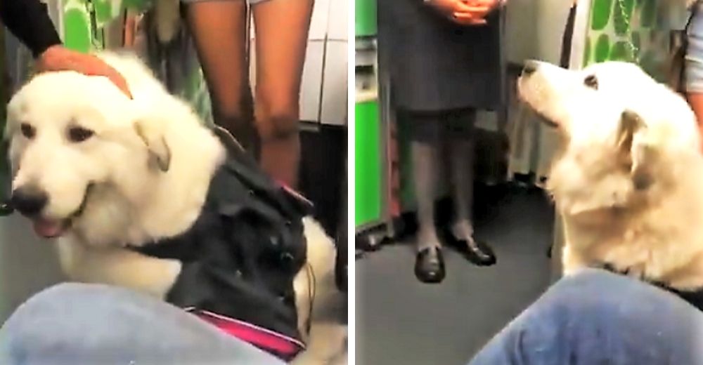 Una famosa aerolínea niega tajantemente que una chica viaje con su perro de apoyo emocional