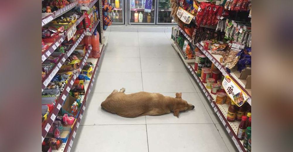 Descubre en el fondo de una tienda un perro dormido que había sido abandonado