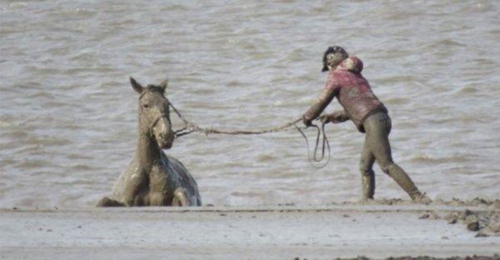 Corren contra la marea creciente para salvar a un caballo atrapado en un lugar imposible