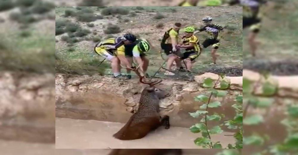 Un grupo de valientes ciclistas salvan a un ciervo de morir ahogado